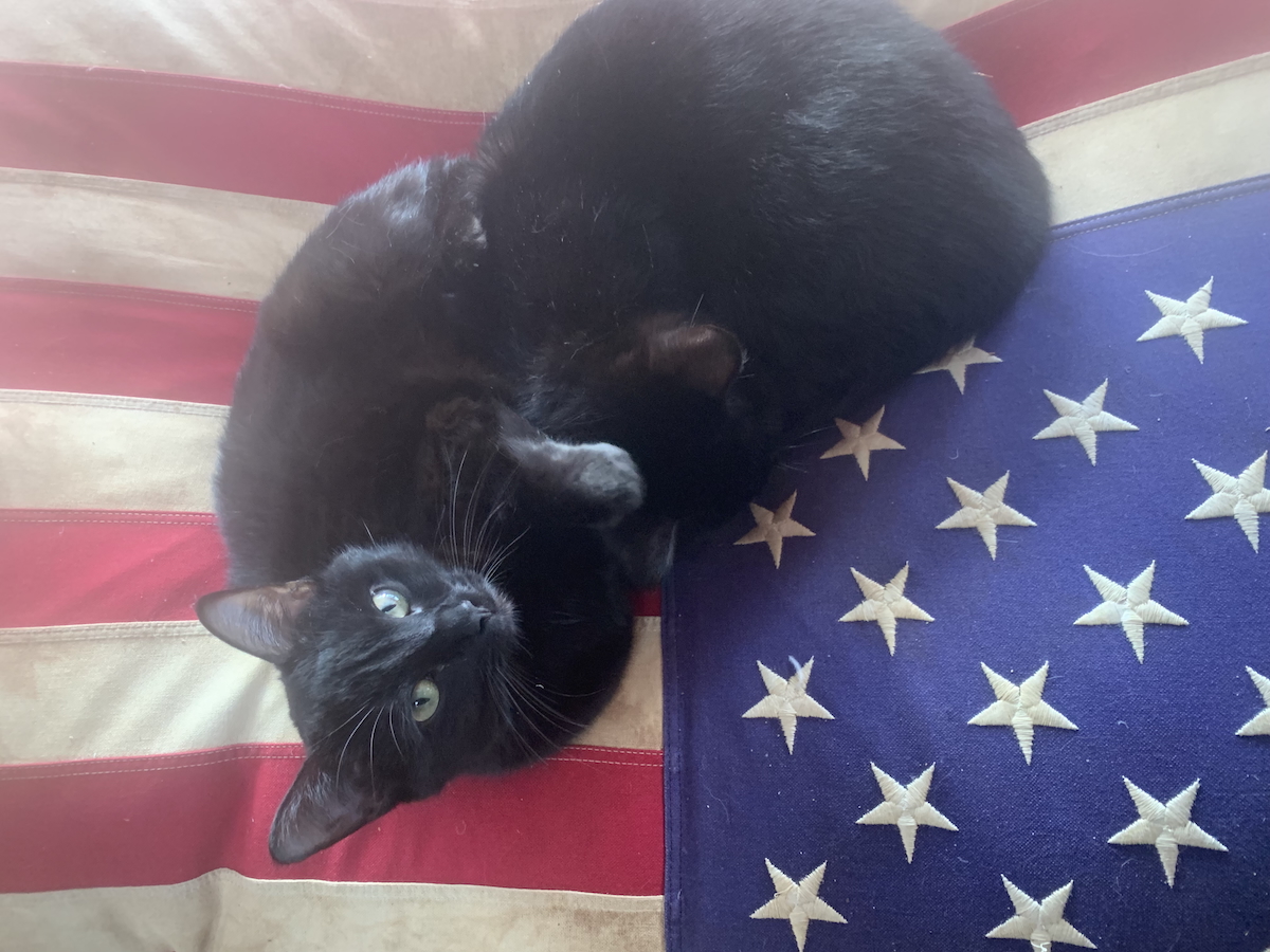 American Cats, Black is Beautiful